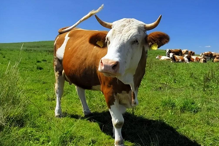 Bovine गर्भावस्था पत्ता लगाउने बुवाइन गर्भावस्था पत्ता लगाउनुहोस्: बाबियोको फ्लोरसेक्ड परीक्षण किट