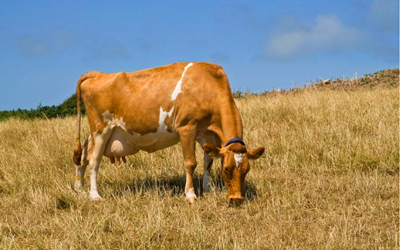 Bovine गर्भावस्था र babio desborese द्रुत परीक्षण किटको साथ BOVINE गर्भावस्थालाई क्रान्तिहरू