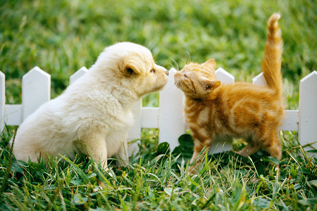प्रोफाइल हेक्सोपिलस्मा ग men ्गीएमी एन्टिगेन (टोक्सो एआरटी) परीक्षण किट