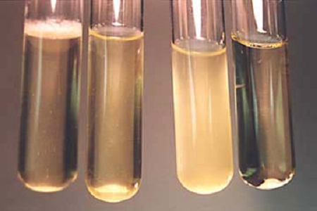 Babio ले ग्लोबल माइक्रोबायोलोजी ल्याबहरूको लागि उच्च-कार्यक्षमता ब्रेन हार्ट इन्फ्युजन ब्रोथ लन्च गर्‍यो