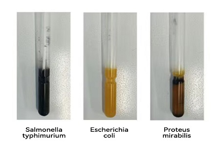 BABIO ले भरपर्दो ग्लोबल माइक्रोबियल नमूना स्थानान्तरणको लागि उच्च-प्रदर्शन यातायात माध्यम (एसएस प्रकार) सुरु गर्‍यो