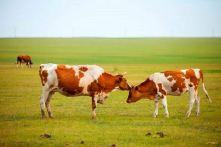 BABIO ले आधुनिक गाईवस्तु पालनको लागि उच्च संवेदनशीलता बोवाइन प्रेग्नन्सी र्‍यापिड टेस्ट किट ल्यायो