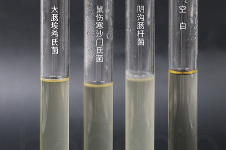 Babio बायोटेक्नोलोजीले भरपर्दो माइक्रोबियल संस्कृतिको लागि उच्च-प्रदर्शन ब्रेन हार्ट इन्फ्यूजन ब्रोथ लन्च गर्‍यो