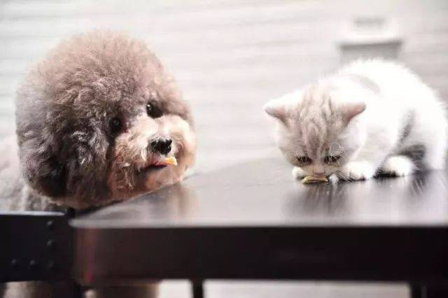 फेलाइन पेस्टिलेन्शियल भाइरस पत्ता लगाउनको लागि द्रुत FPV Ag परीक्षण किट